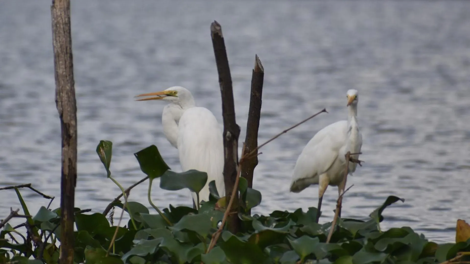 Wetland Resort Negombo Hotel